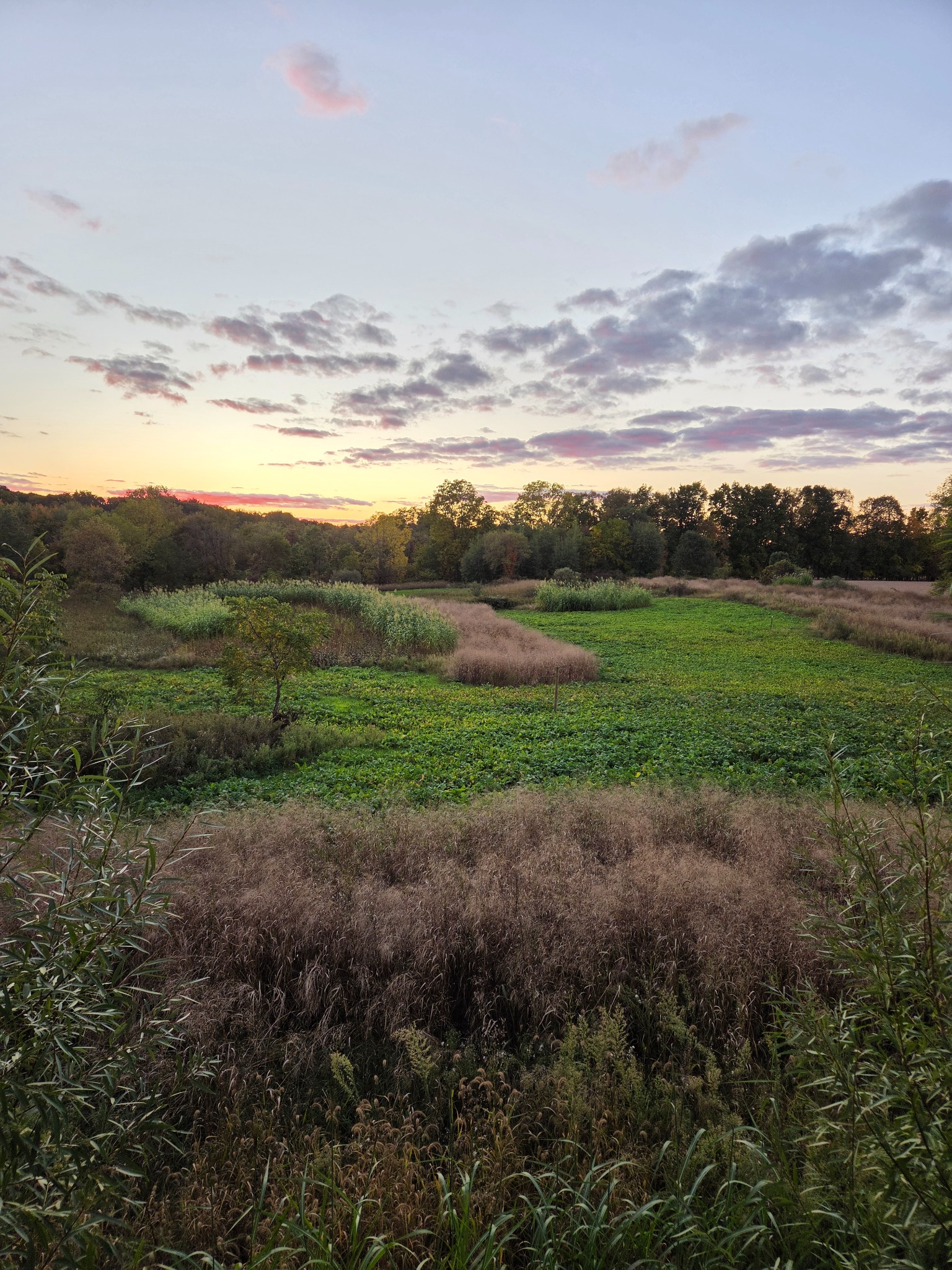 Food plots and curved strips of screening beneath a colorful evening sky