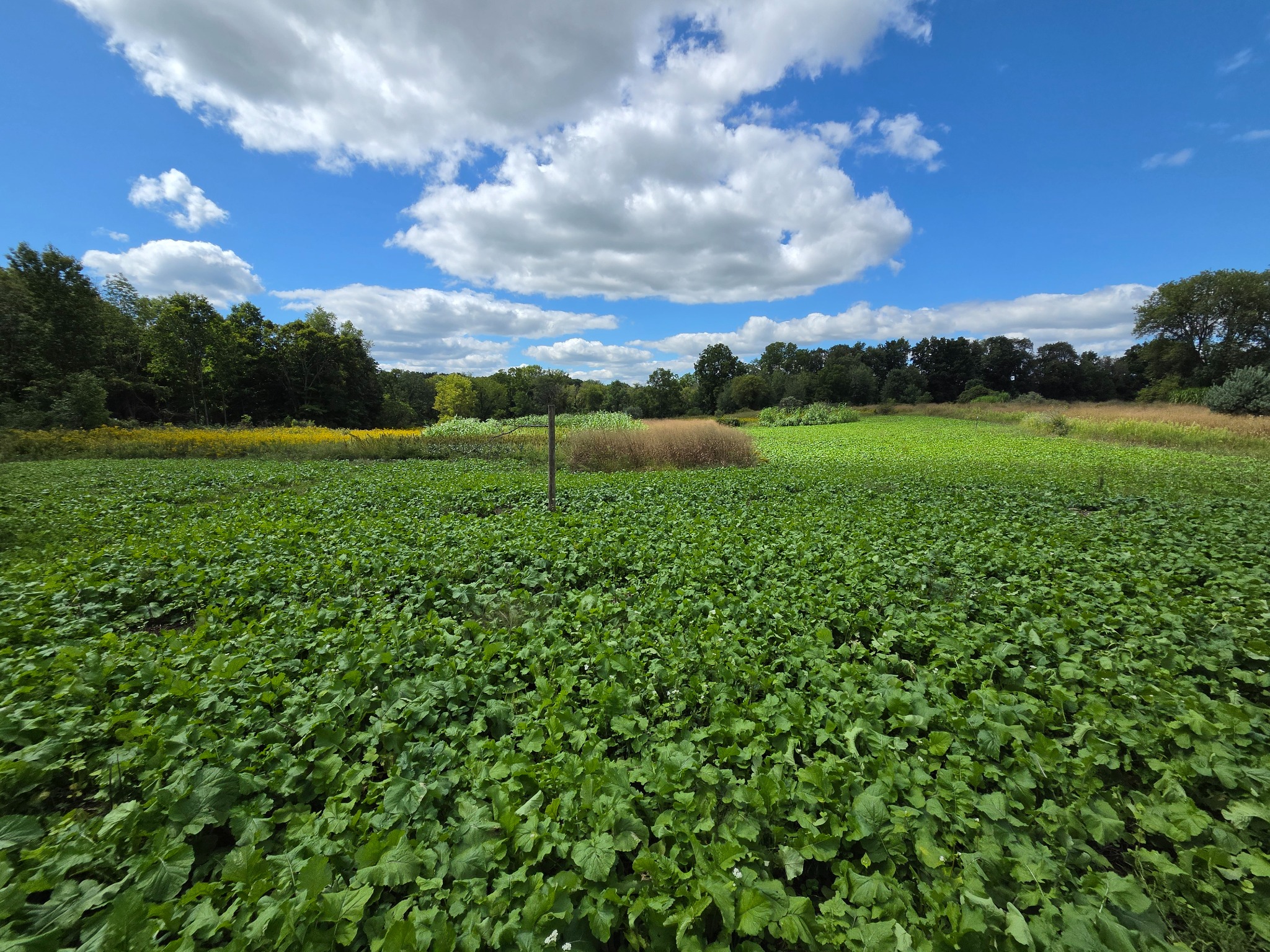 Lush leafy food plot with a mock scrape branch and taller vegetation beyond