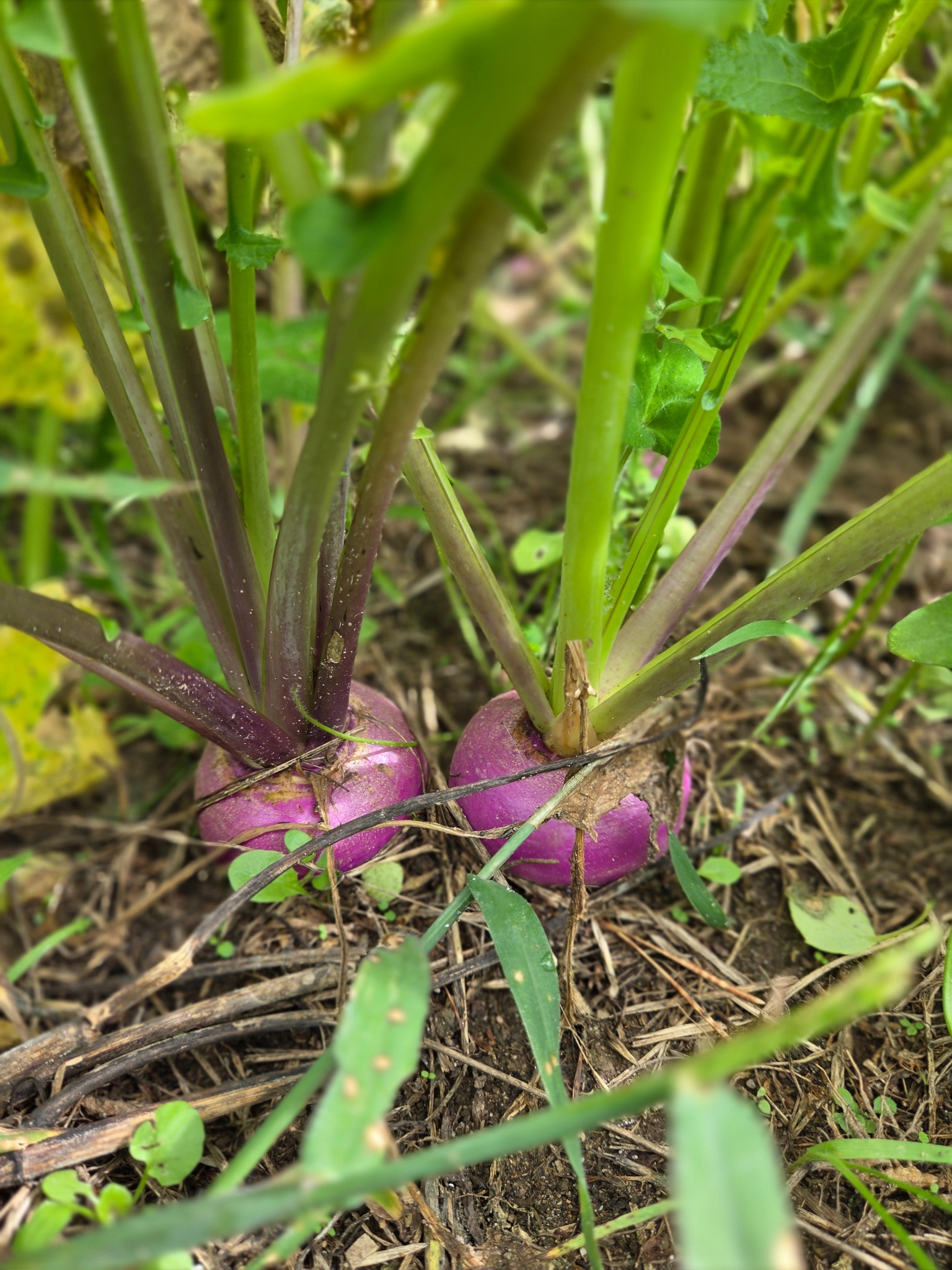 Close-up of purple-top turnips growing in a food plot